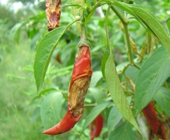 Cách phòng trừ bệnh thán thư trên ớt 1