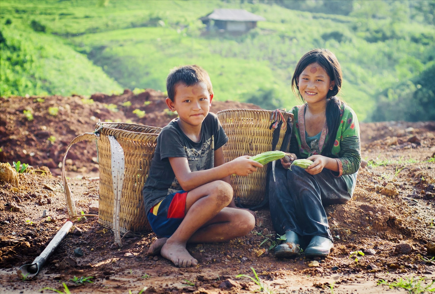 Các em đi rừng lấy măng, hái nấm, hái quả ...
