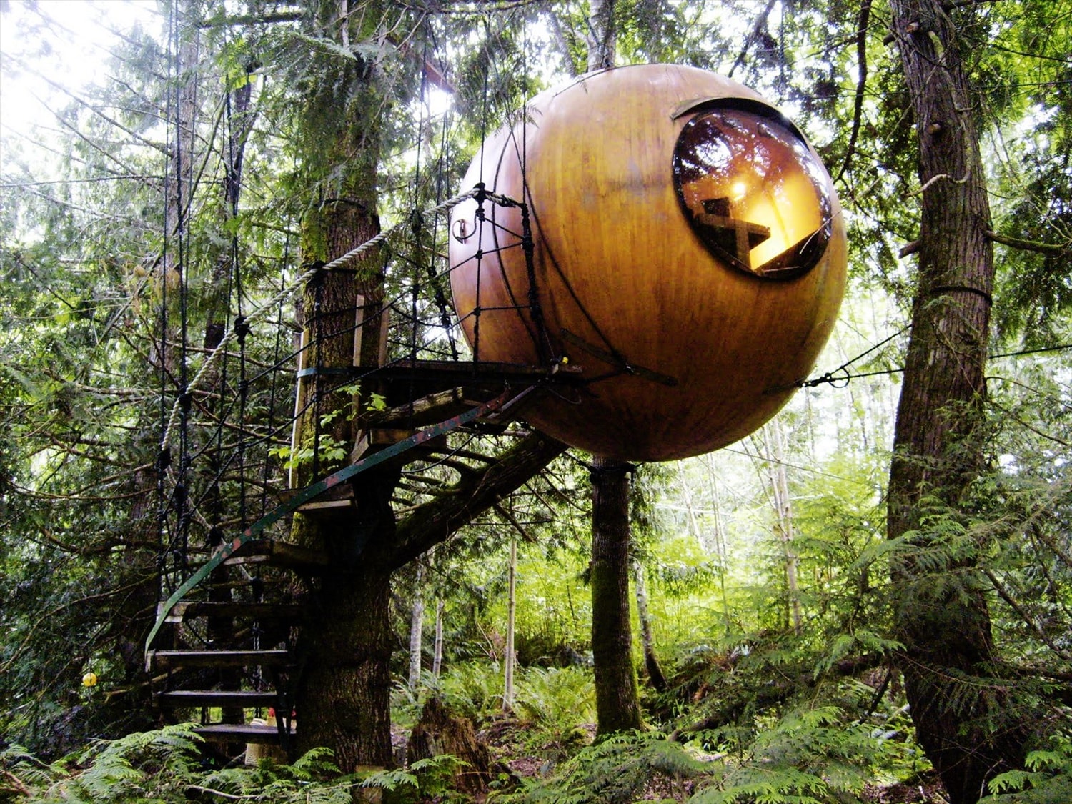 Nhà trên cây ở Vancouver Island, Canada. 