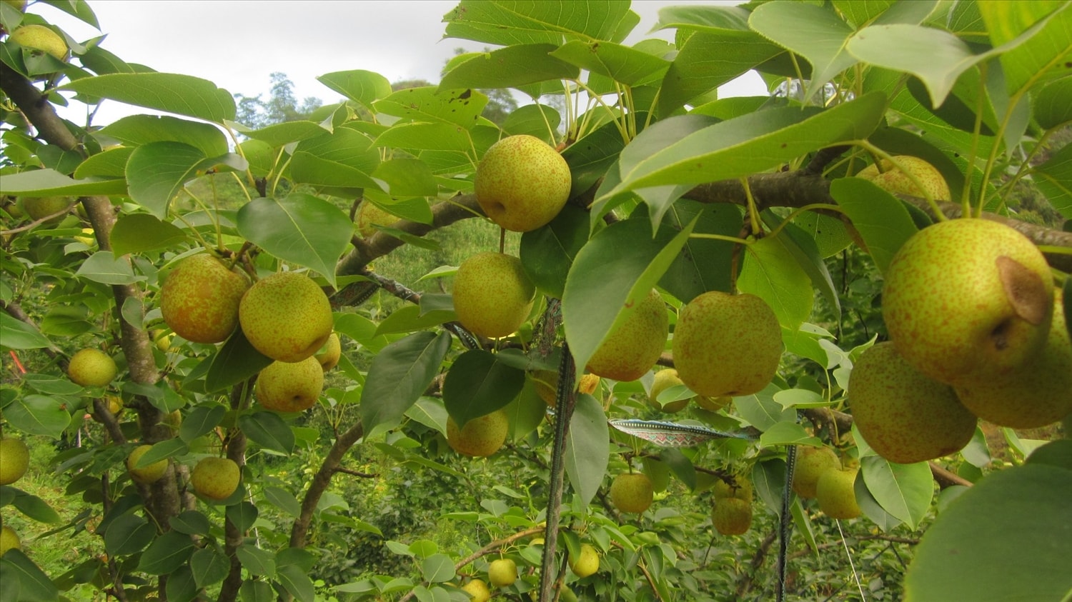 Mùa lê trĩu quả ở Si Ma Cai