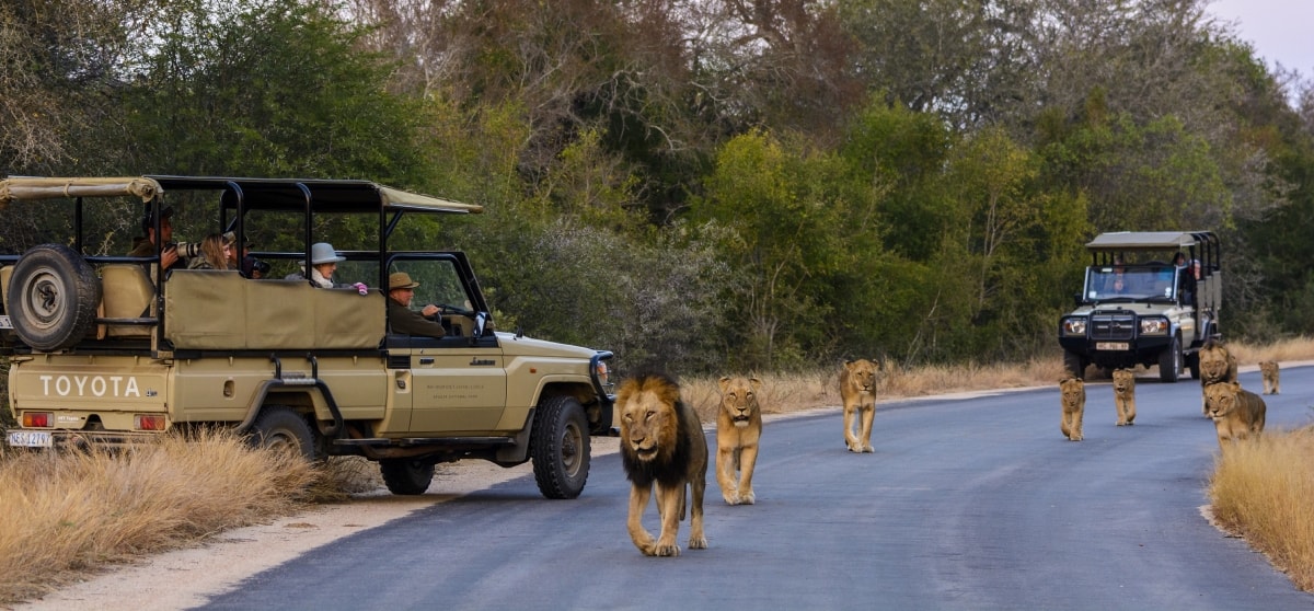 Khám phá  Công viên quốc gia Kruger bằng xe Jeep