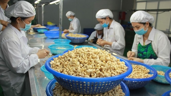 Hạt điều là một trong những mặt hàng có tăng trưởng xuất khẩu sang thị trường Israel khá tốt thời gian gần đây