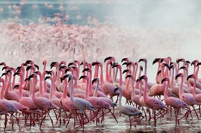 Hồ Nakuru - 