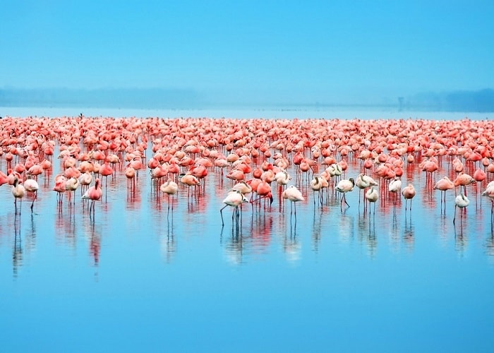 Công viên quốc gia hồ Nakuru là địa điểm du lịch nổi tiếng ở châu Phi. Ảnh: landtours