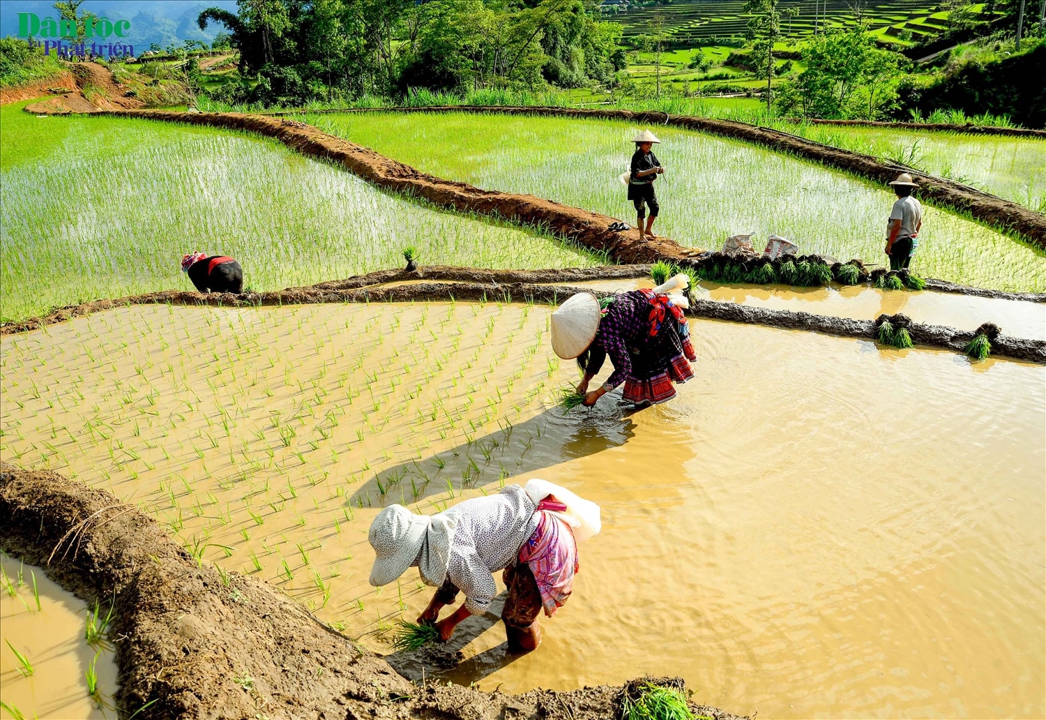 Ruộng bậc thang là “đặc sản” du lịch của khu vực miền núi phía Bắc. Vào khoảng đầu tháng 6 âm lịch, trên những thửa ruộng bậc thang vùng cao Lai Châu mùa cấy bắt đầu nhộn nhịp
