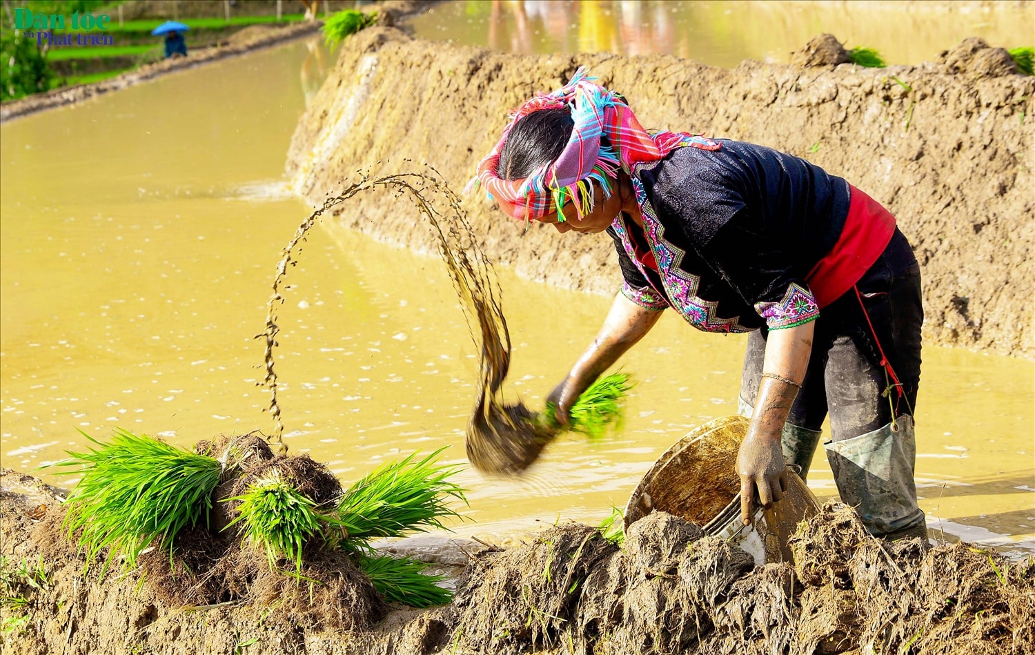 Mạ trước khi cấy được bà con nhúng qua nước lân cho nhanh bén rễ