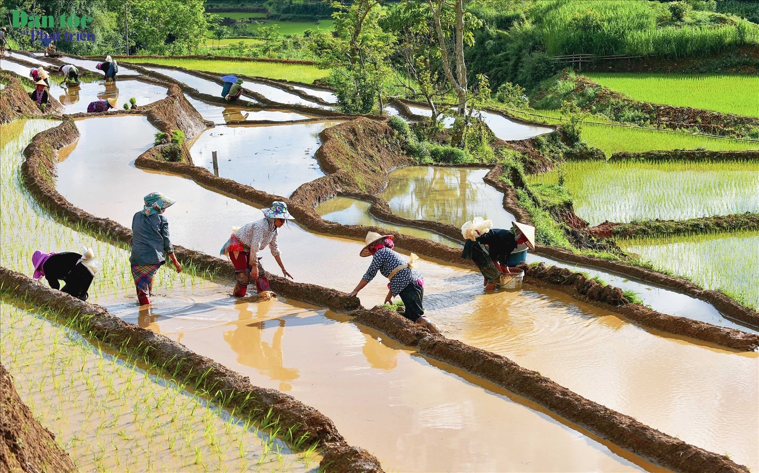 Khi đi qua những thửa ruộng bậc thang ở các xã Tả Lèng, Khun Há, Bản Lang, Dào San (huyện Tam Đường, Lai Châu) vào mùa cấy… du khách sẽ cảm nhận được không khí lao động hối hả của bà con nơi đây