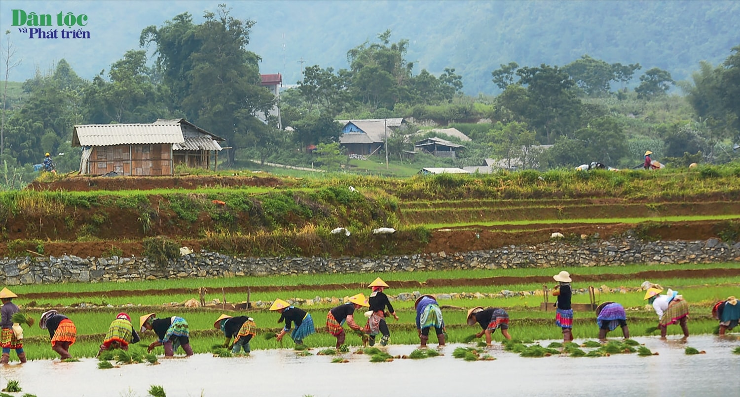 Để kịp cấy những chân ruộng đã bừa, người dân vùng cao thường đổi công cho nhau, cũng là dịp để trao đổi chia sẻ những kinh nghiệm trong lao động sản xuất