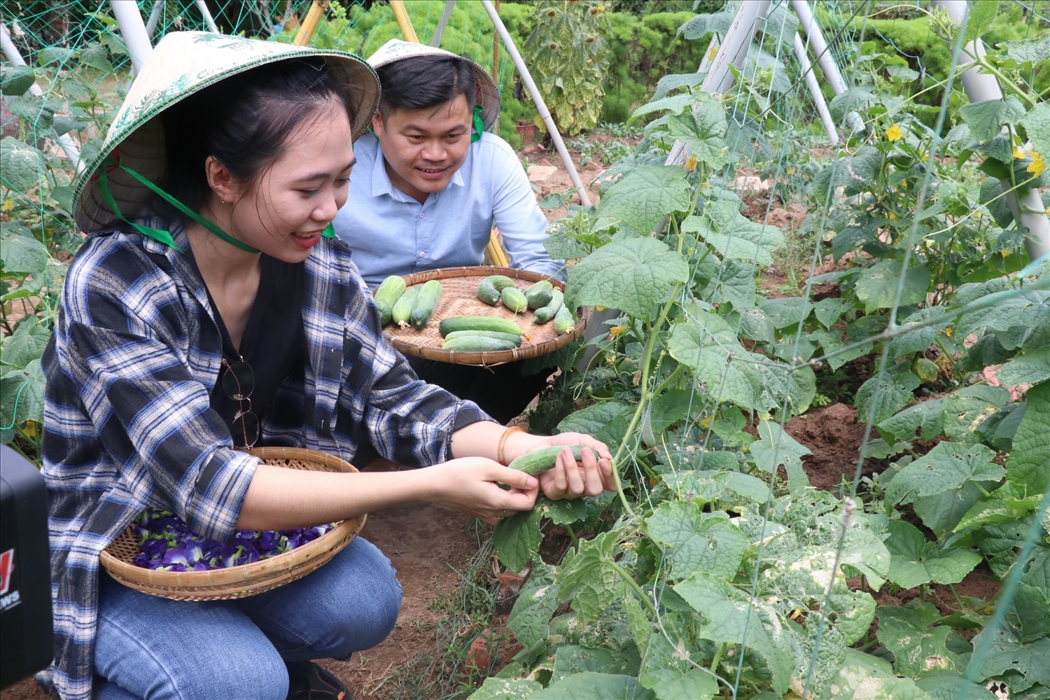 Du khách trải nghiệm du lịch nông trại miệt vườn tại Bến Tre. (Ảnh: Huỳnh Phúc Hậu/TTXVN) Du khách trải nghiệm du lịch nông trại miệt vườn tại Bến Tre. (Ảnh: Huỳnh Phúc Hậu/TTXVN)