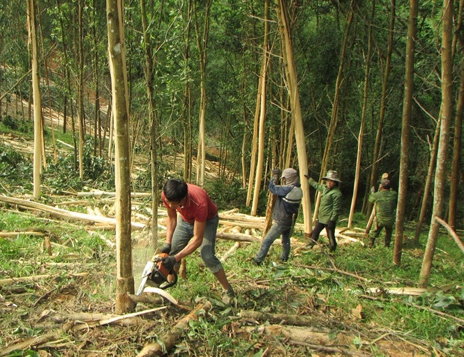 Người dân Nghệ An đã khấm khá nhờ phát triển kinh tế rừng
