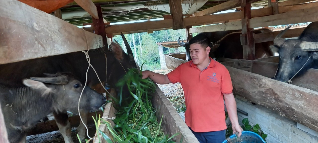  Đồng bào DTTS ở xã Đình Phùng, huyện Bảo Lạc, tỉnh Cao Bằng phát chăn nuôi, nâng cao thu nhập