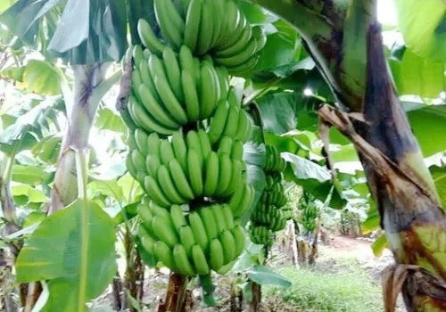 Chuối lùn là một loại trái được nhiều người tiêu dùng ưa chuộng, chuối chứa nhiều thành phần dinh dưỡng cao. Ảnh minh họa