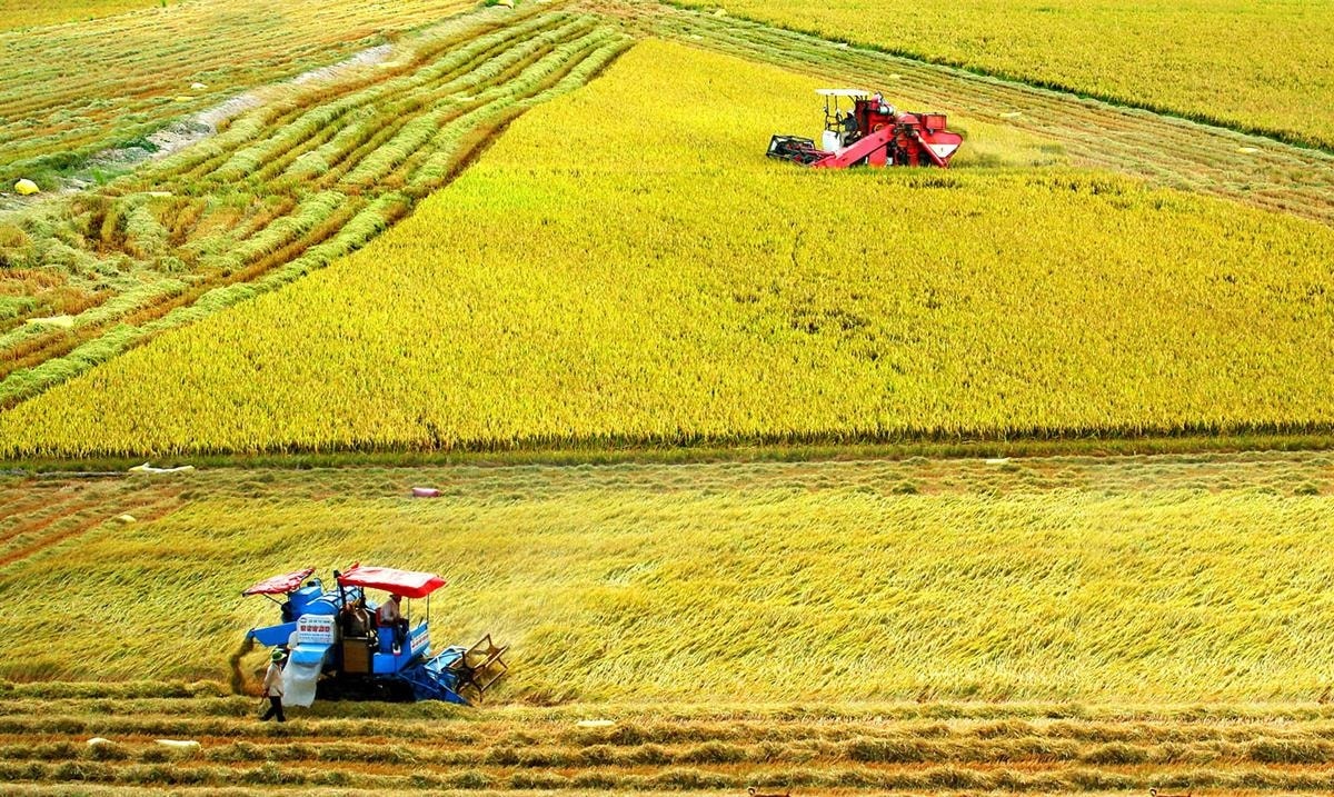 Thủ tướng yêu cầu thúc đẩy phát triển nông nghiệp và nông thôn bền vững vùng đồng bằng sông Cửu Long. Ảnh minh họa Thủ tướng yêu cầu thúc đẩy phát triển nông nghiệp và nông thôn bền vững vùng đồng bằng sông Cửu Long. Ảnh minh họa