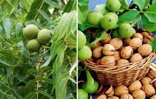 Bài thuốc quý trong điều trị bệnh tim mạch từ cây óc chó. Ảnh minh họa