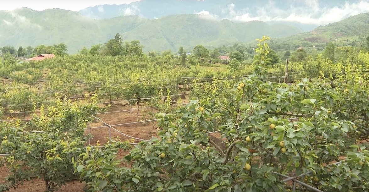 Khu vực trải nghiệm thu hoạch Lê tai nung