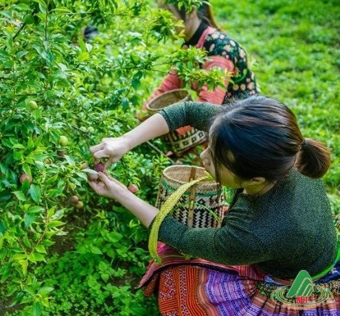 Người dân ở Vân Hồ tròng mận cho thu nhập cao Người dân ở Vân Hồ tròng mận cho thu nhập cao