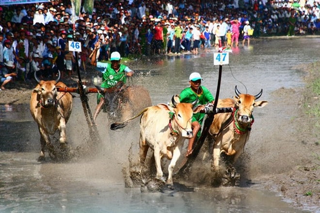Hội đua bò Bảy Núi, An Giang thu hút đông đảo du khách Hội đua bò Bảy Núi, An Giang thu hút đông đảo du khách