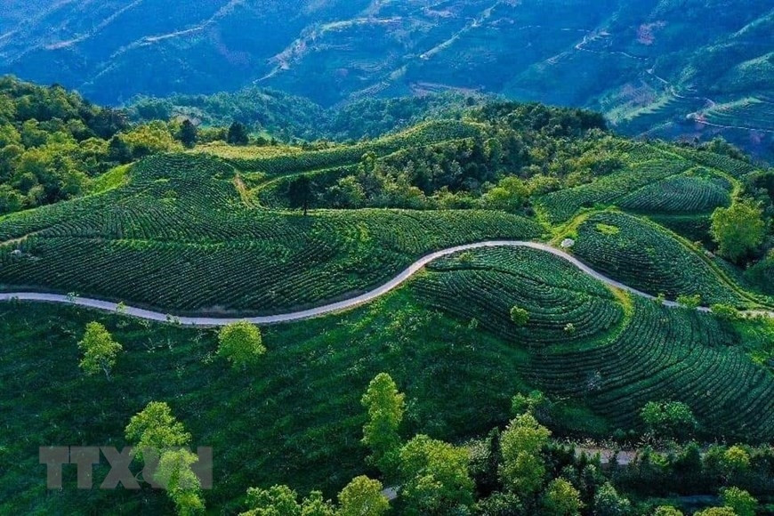 Đồi chè ở xã Thành Công huyện Nguyên Bình. (Ảnh: TTXVN)