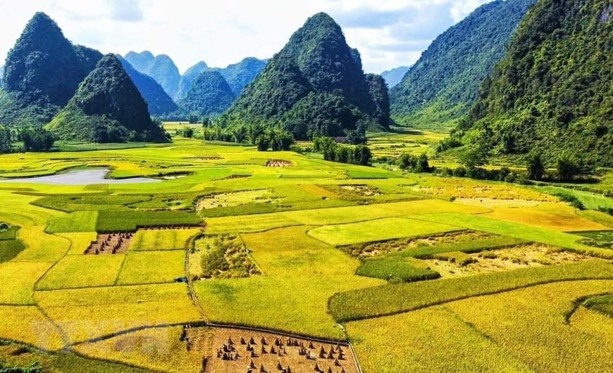 Mùa vàng ở Phong Nậm, huyện Trùng Khánh. (Ảnh: TTXVN)