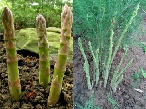 Cách phòng trừ sâu bệnh trên cây măng tây 1