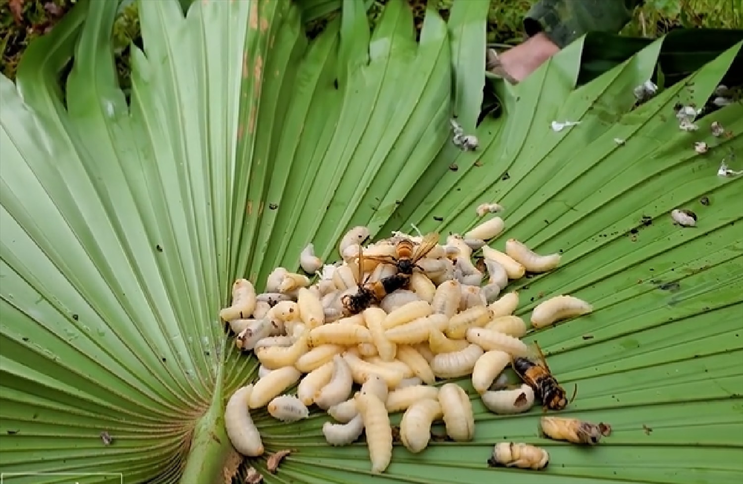 Nhộng ong bắp cày Nhộng ong bắp cày