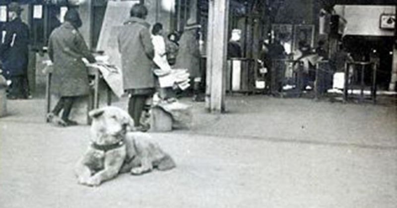 Chú chó Hachiko kiên nhẫn đợi người chủ đã mất tại ga Shibuya, Tokyo