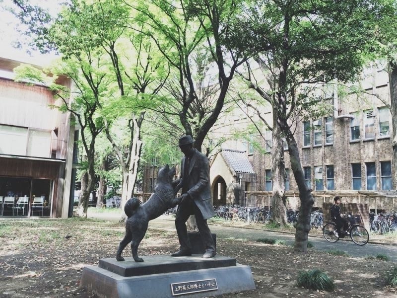 Tượng Hachiko đoàn tụ với giáo sư Ueno tại khoa Nông nghiệp, Đại học Tokyo