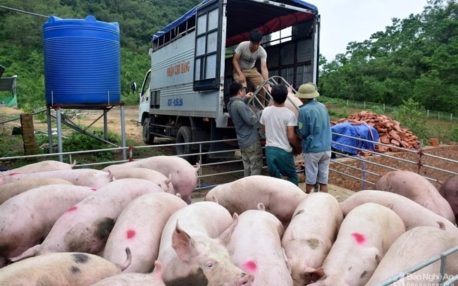 Giá lợn hơi xuất chuồng tăng mạnh những ngày gần đây. Ảnh minh họa. Giá lợn hơi xuất chuồng tăng mạnh những ngày gần đây. Ảnh minh họa.
