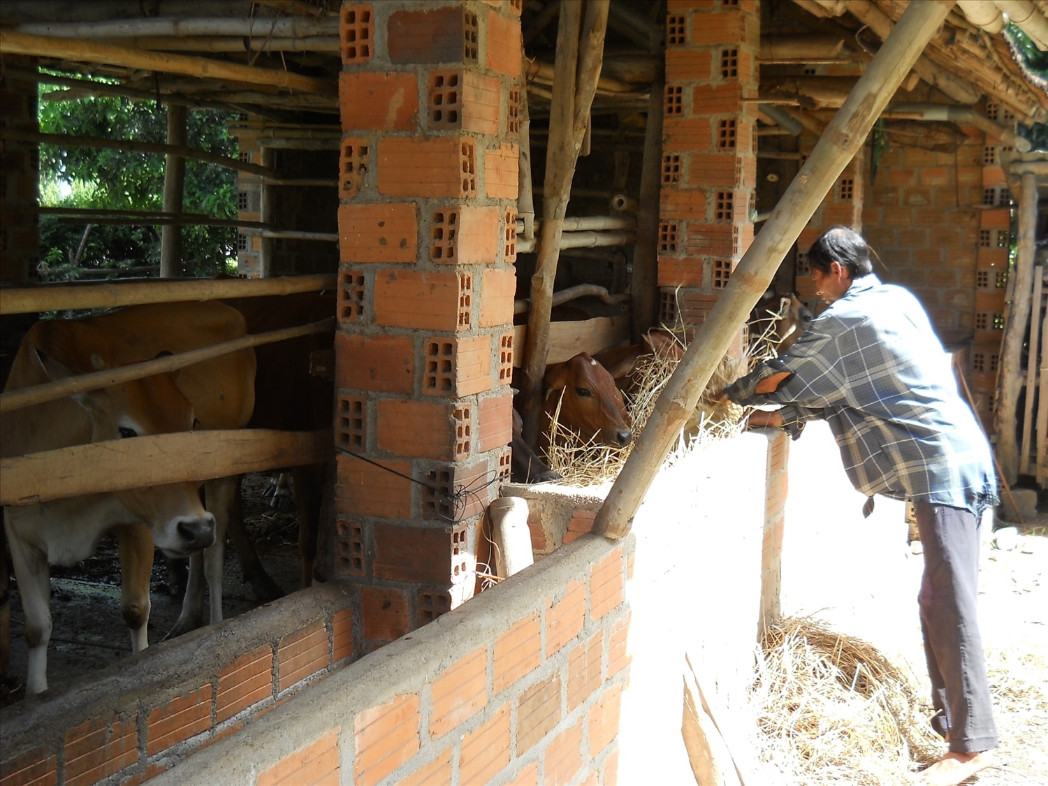 Nhờ nguồn vốn tín dụng chính sách, nhiều hộ nghèo ở Bình Định đã đầu tư nuôi bò hiệu quả và đã thoát nghèo
