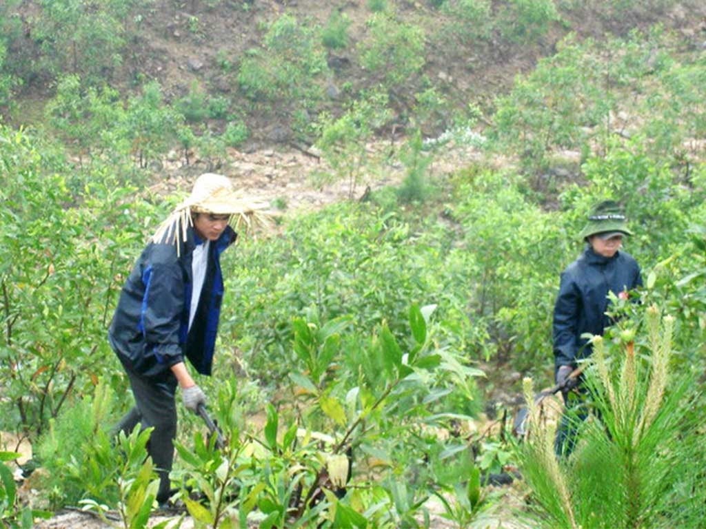 Nhiều hộ dân ở miền núi vay vốn Ngân hàng Chính sách xã hội để đầu tư trồng rừng man lại hiệu quả kinh tế cao  