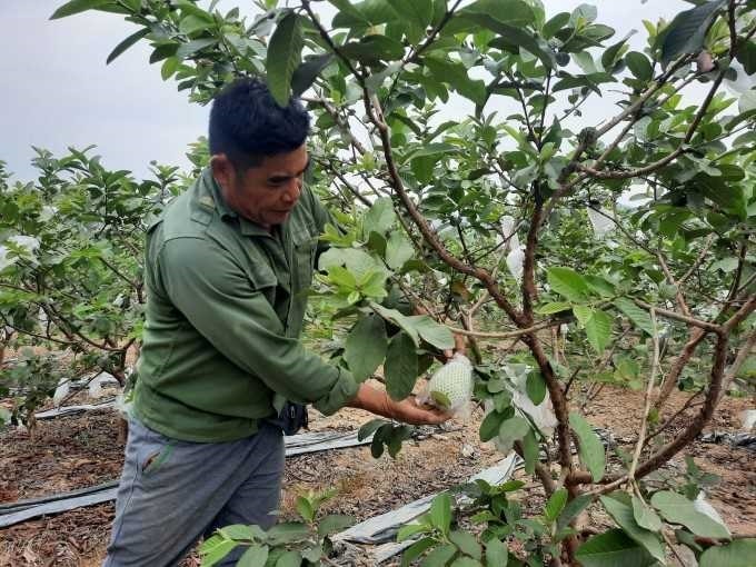 Bà con chuyển trồng ổi truyền thống sang trồng ổi theo tiêu chuẩn VietGAP cho chất lượng cao