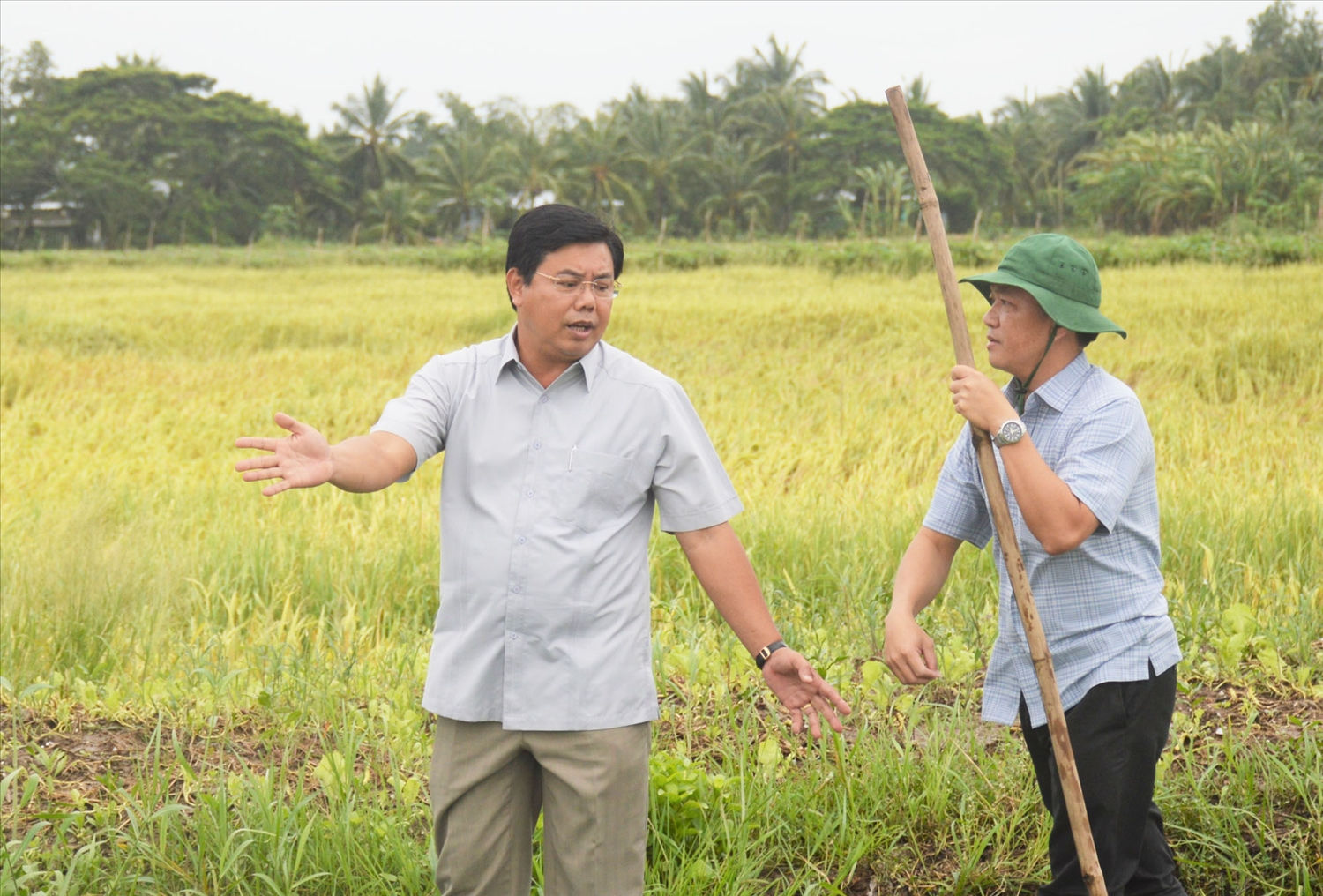 Bí thư Tỉnh ủy Cà Mau Nguyễn Tiến Hải (người bìa trái) kiểm tra mức độ thiệt hại của cánh đồng lúa tại huyện Trần Văn Thời Bí thư Tỉnh ủy Cà Mau Nguyễn Tiến Hải (người bìa trái) kiểm tra mức độ thiệt hại của cánh đồng lúa tại huyện Trần Văn Thời