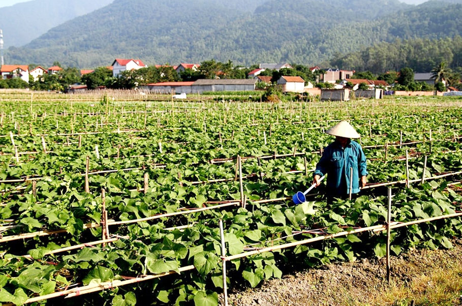 Vĩnh Phúc hỗ trợ đồng bào DTTS phát triển kinh tế
