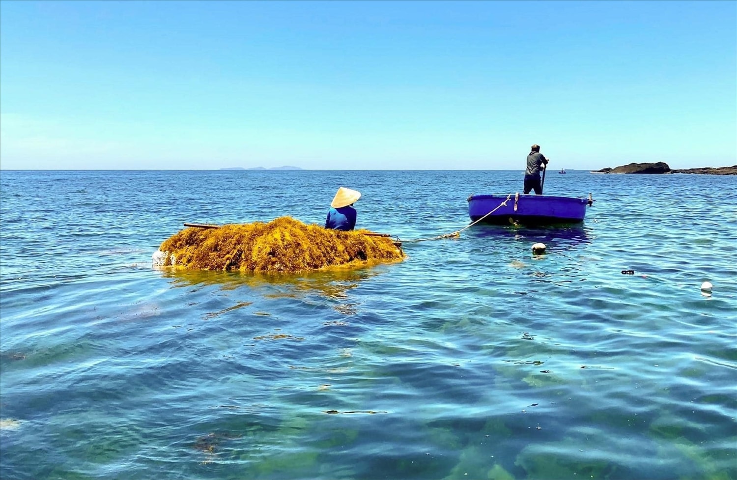 Rong biển là đặc sản ở Lý Sơn
