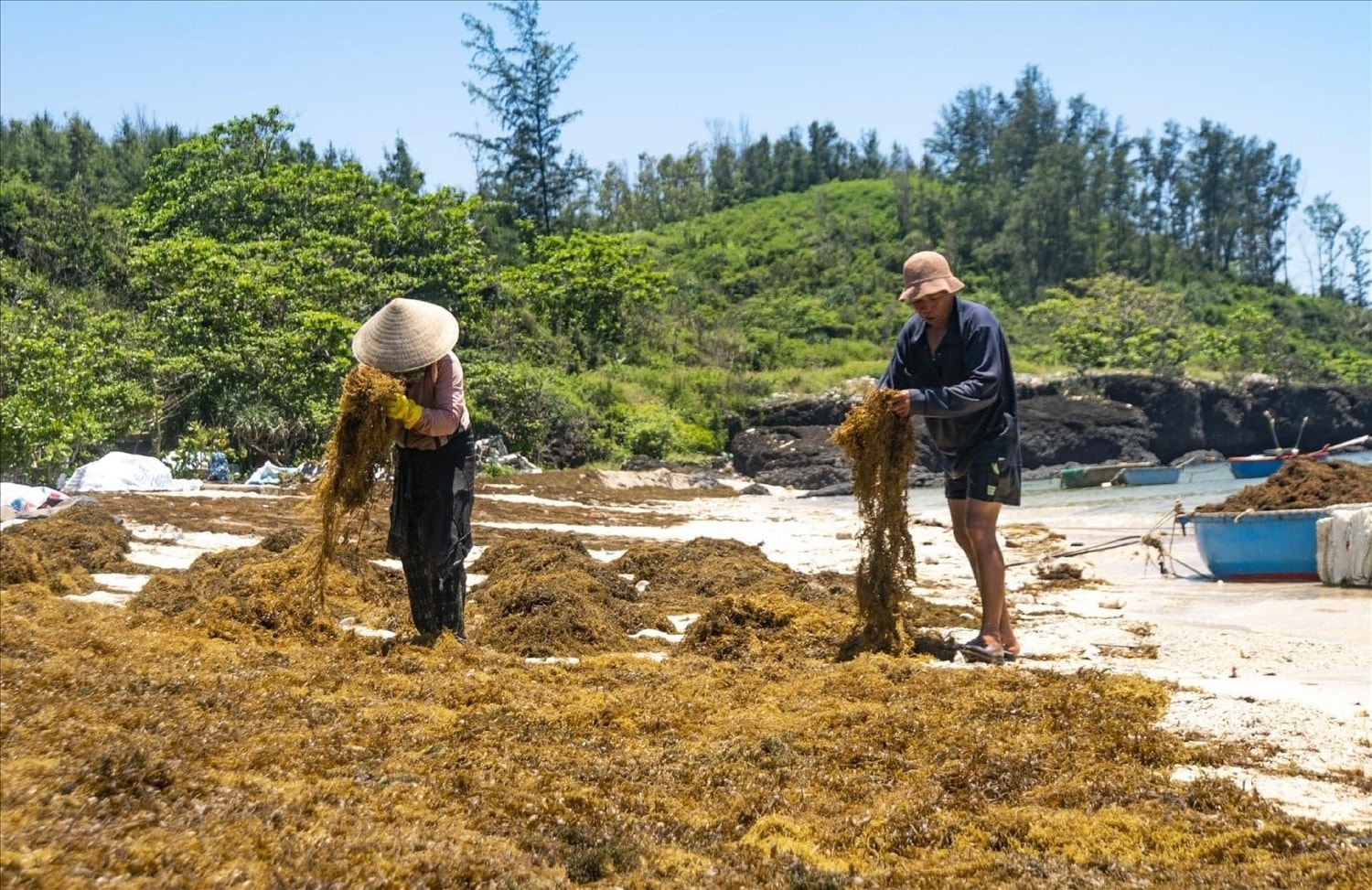 Sau một ngày phơi nắng, rong mơ có thể cho vào bao và cân cho tư thương. “Tiền tươi” được trao  ngay sau khi cân