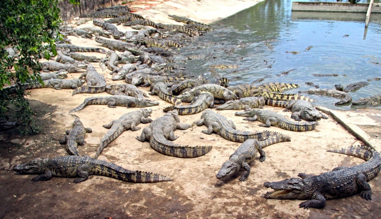 Những năm gần đây, việc nuôi cá sấu đã trở thành phổ biến tại Việt Nam. Ảnh minh họa