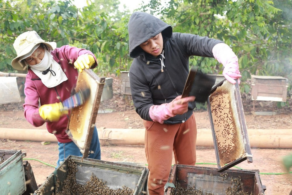 Người nuôi ong lao đao- Cần tìm thị trường mới cho mật ong Việt 