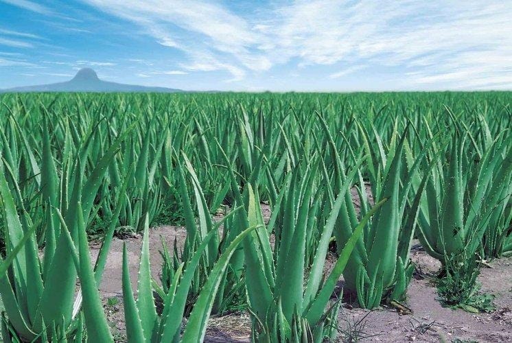 Cách trồng và chăm sóc cây nha đam đơn giản tại nhà