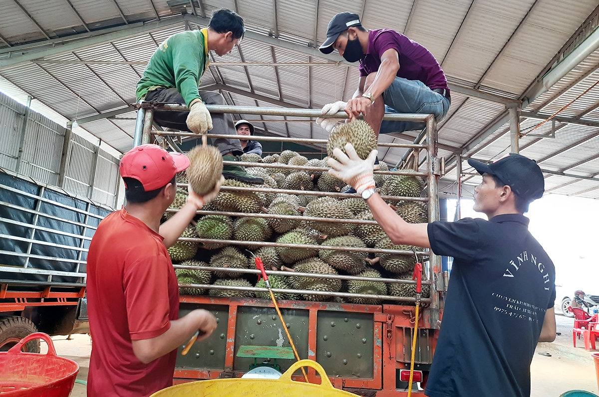 Sầu riêng Krông Pắc chuẩn bị vào mùa thu hoạch Sầu riêng Krông Pắc chuẩn bị vào mùa thu hoạch