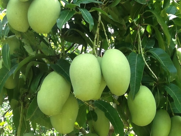 Công dụng chữa bệnh tuyệt vời từ cây xoài 2