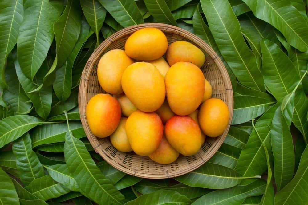 Công dụng chữa bệnh tuyệt vời từ cây xoài 1
