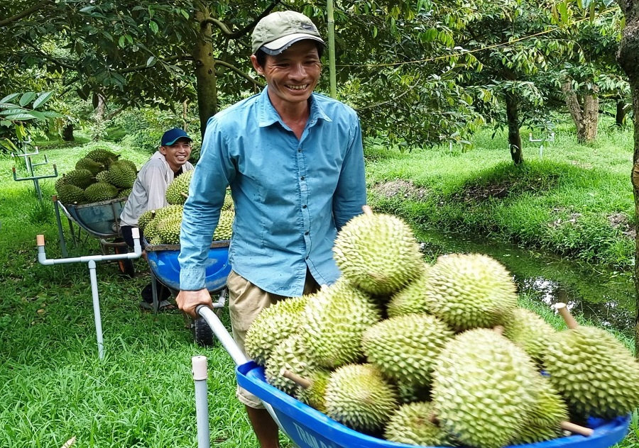 Diện tích trồng cây sầu riêng đang có sự gia tăng mạnh mẽ tại Tây Nguyên