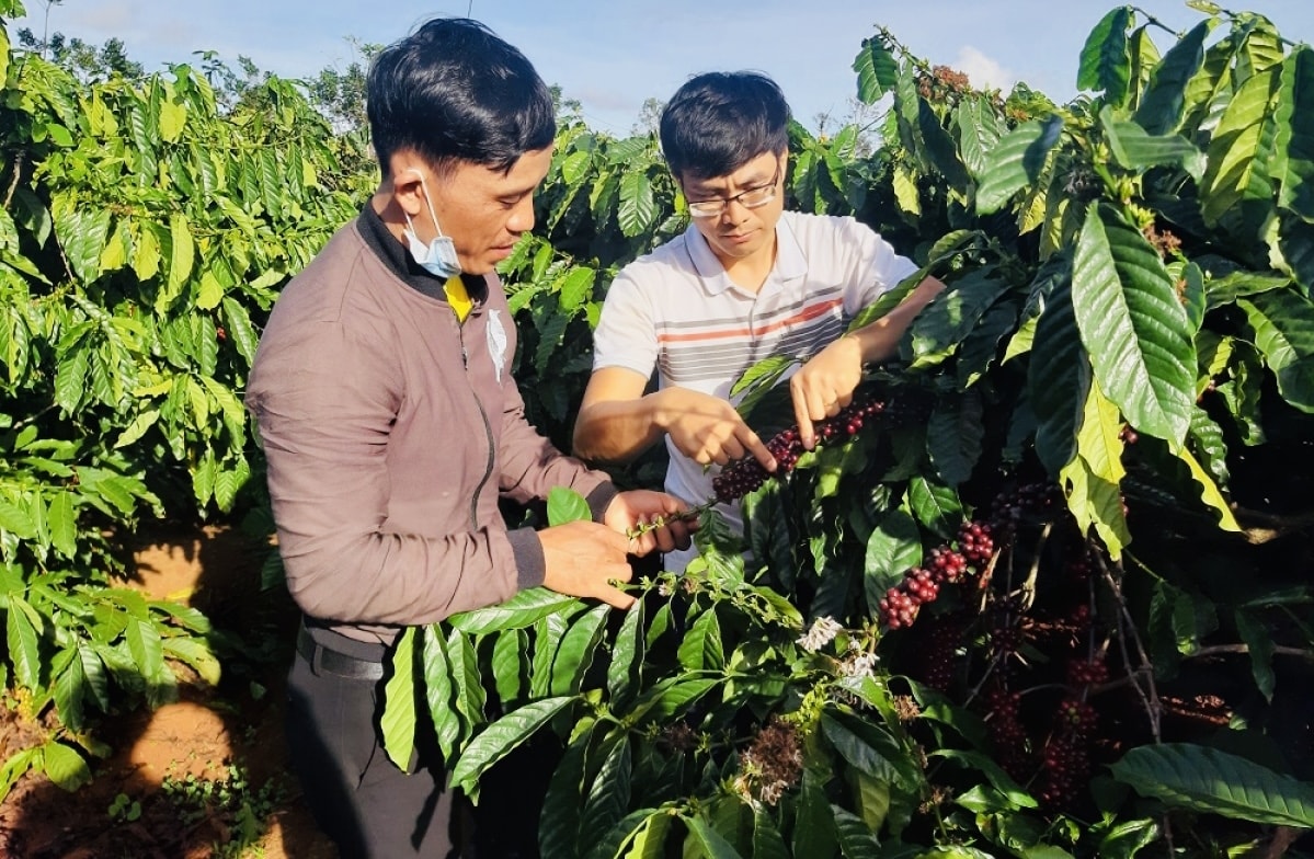 Ông Lê Hữu Anhb (áo trắng), Giám đốc HTX Nông nghiệp và Dịch vụ  Lam Anh (xã Glar, huyện Đak Đoa) đang hướng dẫn người dân chăm sóc cây cà phê theo tiêu chuẩn UTZ