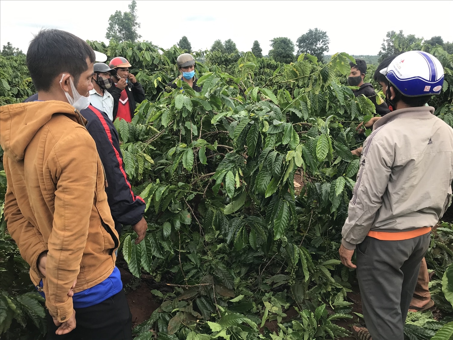 Các hộ dân trên địa bàn xã Glar tham gia buổi hướng dẫn kỹ thuật làm cành tạo tán cho cây cà phê kinh doanh