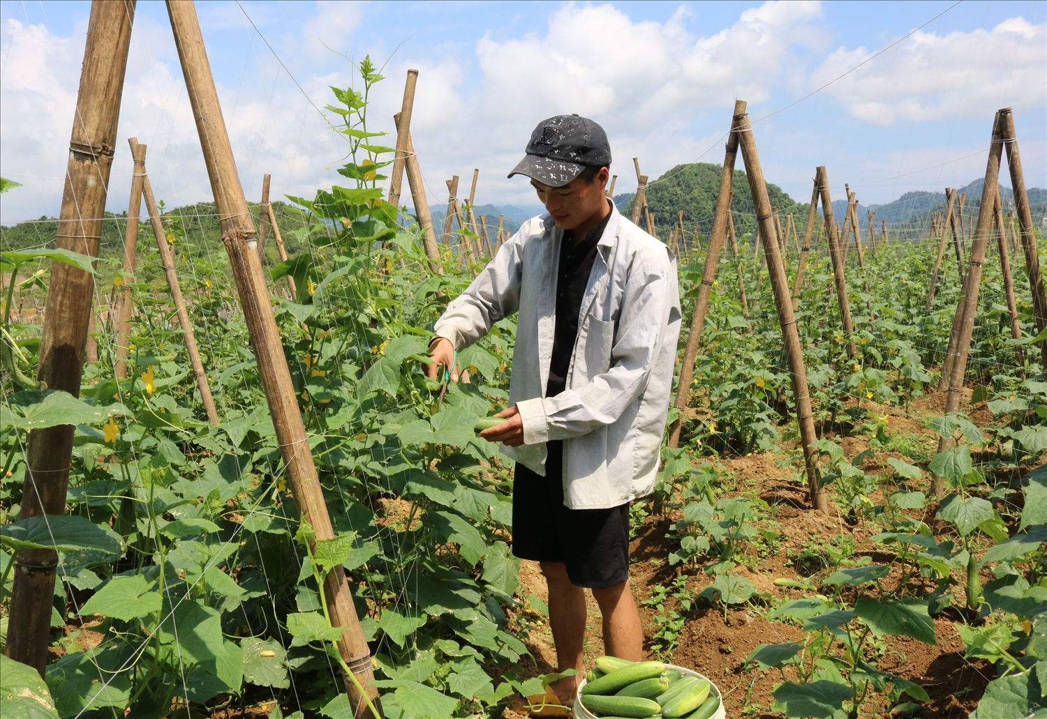 Anh Lâm Đình Trọng thu hoạch dưa chuột mang đi bán cho thương lái Anh Lâm Đình Trọng thu hoạch dưa chuột mang đi bán cho thương lái