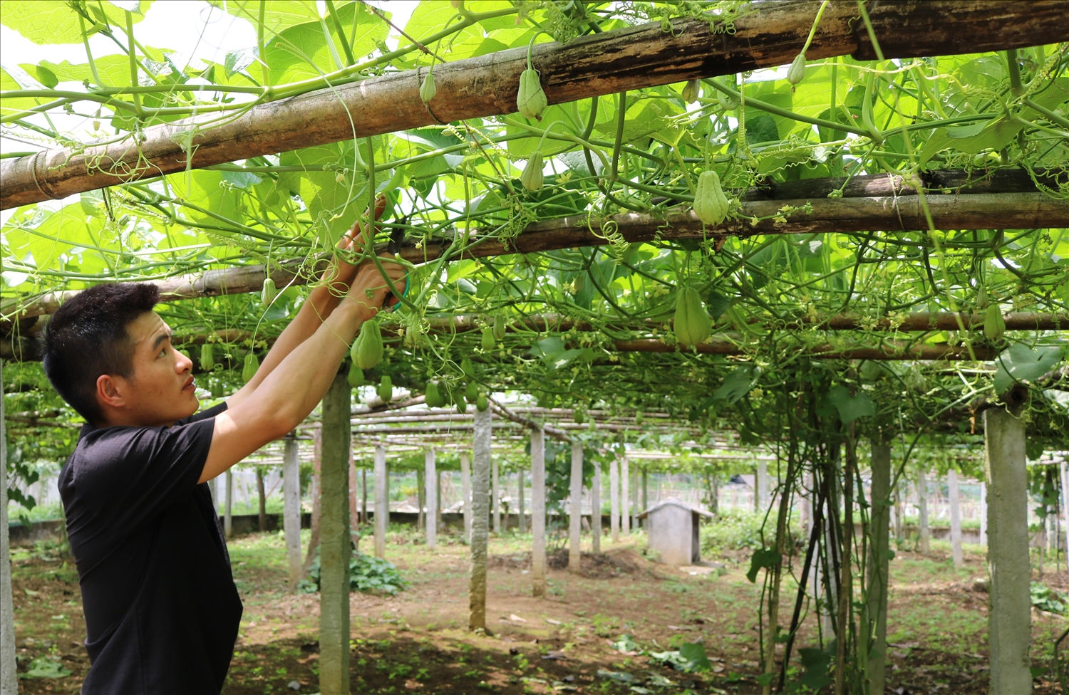 Anh Lâm Đình Trọng chăm sóc dàn su su sau cải tạo vườn tạp Anh Lâm Đình Trọng chăm sóc dàn su su sau cải tạo vườn tạp