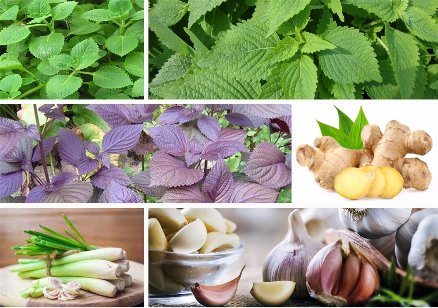 Những loại rau, củ hỗ trợ điều trị cúm A