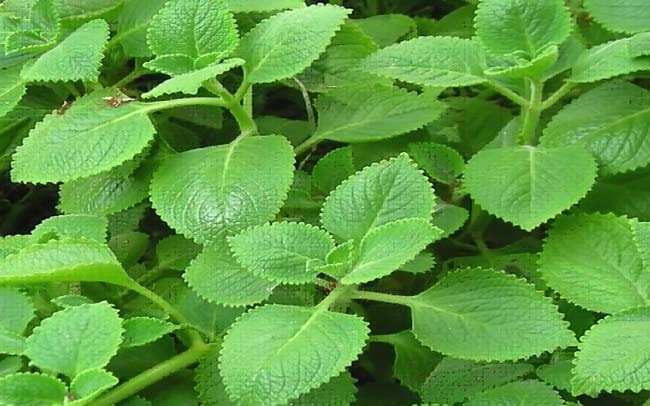 Những loại rau, củ nào hỗ trợ điều trị cúm A? 2