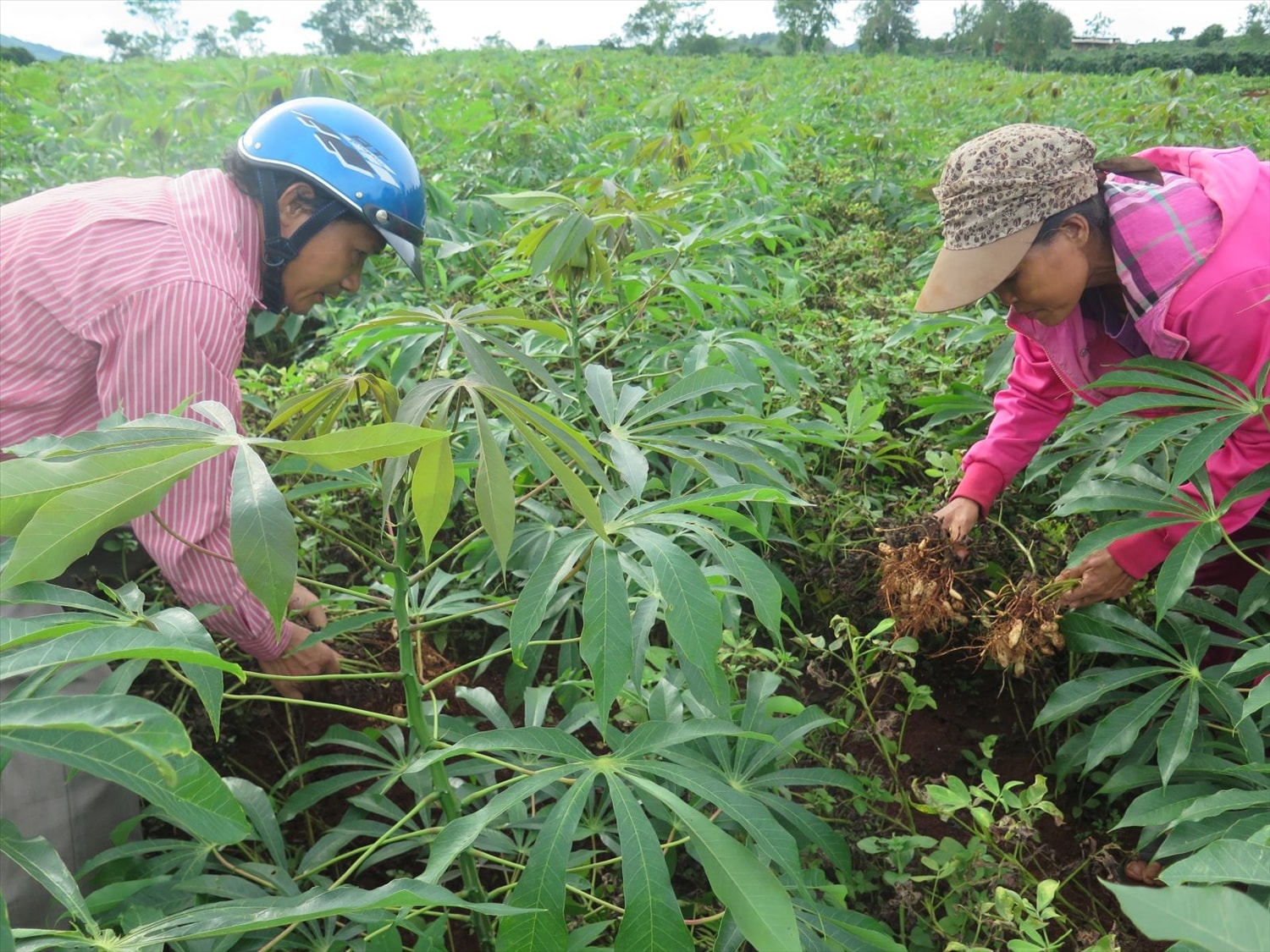 Trồng xen canh để tăng giá trị sử dụng đất, tăng năng suất nhưng khiến đất dễ bạc màu Trồng xen canh để tăng giá trị sử dụng đất, tăng năng suất nhưng khiến đất dễ bạc màu