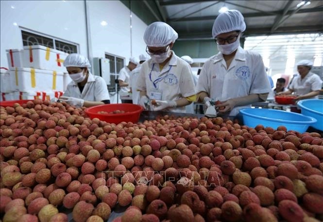Phân loại quả vải thiều tươi tại nhà máy của Công ty Cổ phần Xuất nhập khẩu thực phẩm Toàn Cầu (xã Phượng Sơn, huyện Lục Ngạn, tỉnh Bắc Giang). Ảnh minh họa: Vũ Sinh/TTXVN